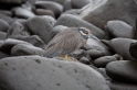 034 Yellow-crowned night heron 01